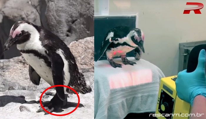 escaneamento 3D e impressão 3D da pata de um pinguim